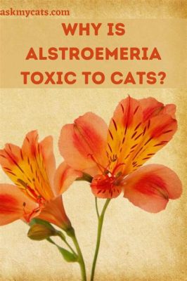 Are Alstroemeria Flowers Toxic to Cats? And Why Do Cats Love Knocking Over Vases?