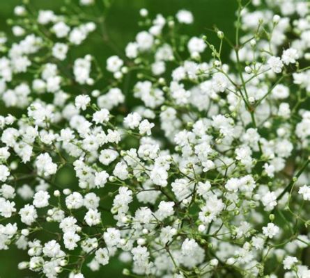 Are Baby Breath Flowers Poisonous? Exploring the Myths and Realities of Floral Toxicity