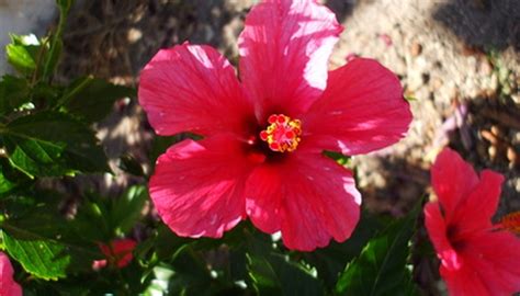 Are Hibiscus Flowers Poisonous? Exploring the Myths and Realities of Floral Toxicity