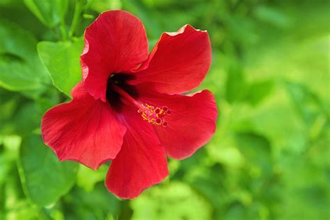 Are Hibiscus Flowers Poisonous? Exploring the Myths and Realities of Hibiscus Consumption