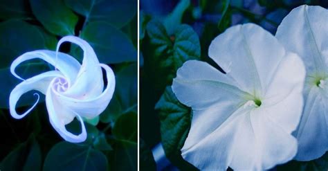 Are Moon Flowers Poisonous? Exploring the Mysteries of Night-Blooming Flora