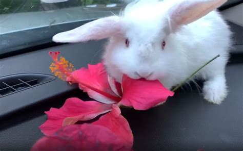 Can Bunnies Eat Hibiscus Flowers? And Why Do They Dream of Flying Carrots?