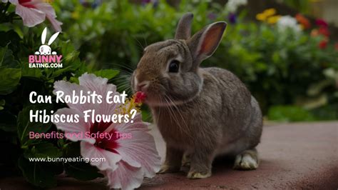 Can Rabbits Eat Hibiscus Flowers? Exploring the Petals and the Pellets