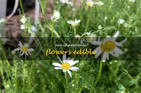 Can You Eat Chamomile Flowers? Exploring the Culinary and Medicinal World of a Tiny Bloom