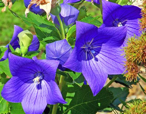 Can You Grow Balloon Flowers in Pots? And Why Not Pair Them with a Side of Moonlight?