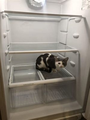 Can You Put Flowers in the Refrigerator? And Why Do Cats Always Sit in Boxes?