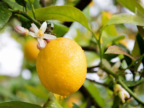 Do Lemon Tree Flowers Turn into Fruit? Exploring the Mysteries of Citrus Botany and Beyond