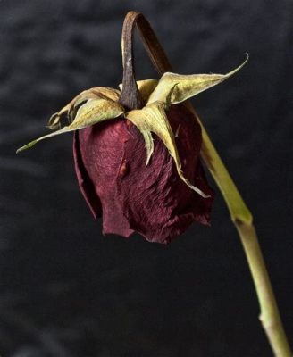 How Fast Do Flowers Die Without Water: A Symphony of Life and Decay