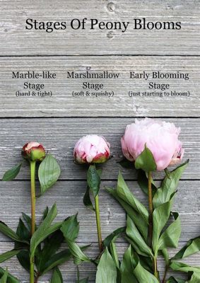 How to Cut Peony Flowers for Vase: A Symphony of Scissors and Petals