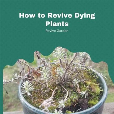 How to Revive Dying Flowers: A Symphony of Life and Chaos