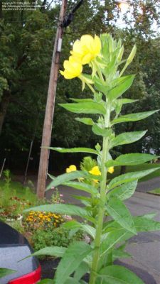 Tall Plant with Yellow Flowers: Identification and the Curious Case of Sunflower Clocks