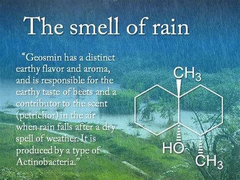 What is the Best Material for Artificial Flowers? And Why Do They Sometimes Smell Like Rain?