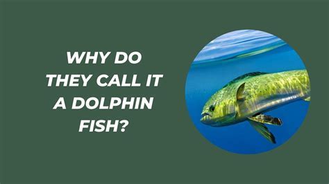 What is the Term for Breeding in Fish? And Why Do They Sometimes Prefer to Do It in the Dark?