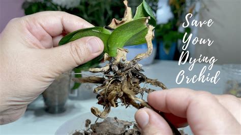 What to Do When Orchid Flowers Die: A Journey Through Grief and Growth