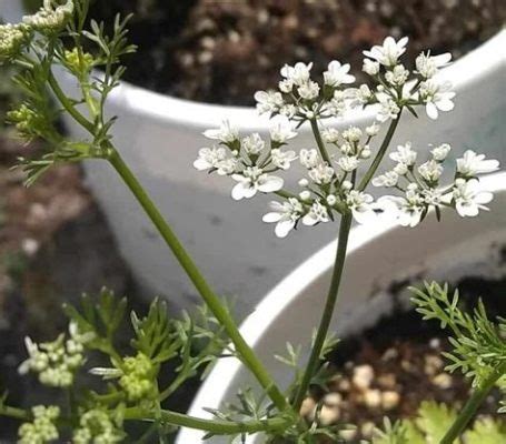 What to Do with Basil Flowers: Exploring the Unexpected and the Practical