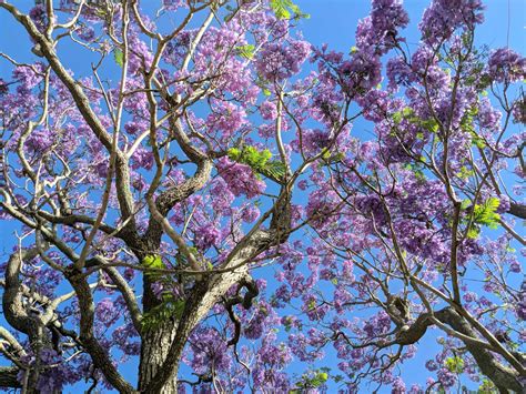 What Tree Has Purple Flowers? Exploring the Mystique of Nature's Palette