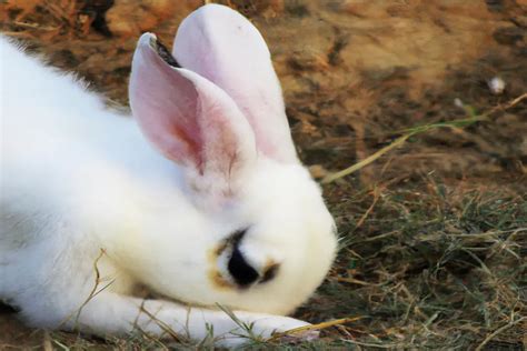 When is Rabbit Breeding Season: A Time of Fertility and Furry Frenzy