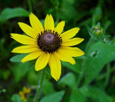 When to Plant Flowers in Maryland: A Symphony of Seasons and Whimsy