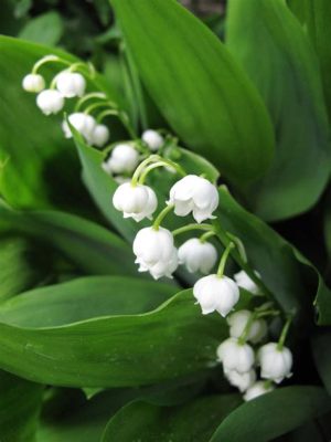 Where Can I Get Lily of the Valley Flowers and Why Do They Smell Like Forgotten Dreams?