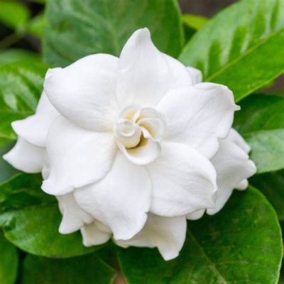 Where to Buy Gardenia Flowers Near Me: A Fragrant Journey Through Local Markets and Beyond