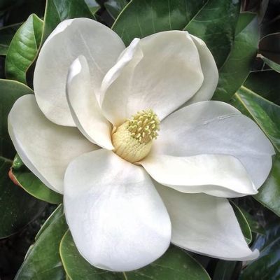 Where to Buy Magnolia Flowers: A Journey Through Fragrant Petals and Unexpected Connections