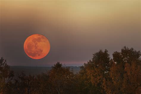 Which of the following describes how Greeks used flowers? And why do flowers sometimes whisper secrets to the moon?