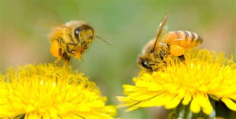 Why Are Flowers So Expensive, and Do They Dream of Electric Bees?