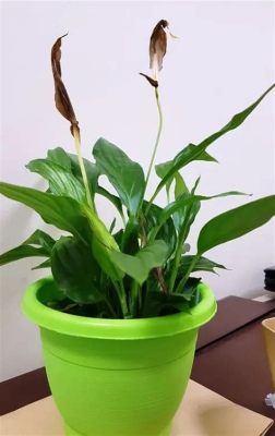 Why Are My Peace Lily Flowers Turning Brown: A Journey Through the Garden of Whimsy