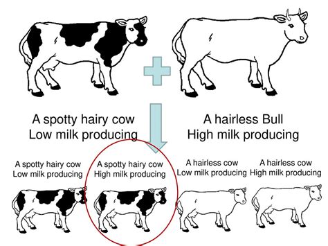 Why is selective breeding useful to farmers? And why do cows dream of electric fences?